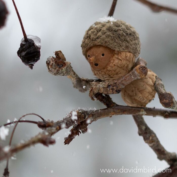 Tiny creature made from acorns and sticks perched on a snowy branch, highlighting creative Becorns design.
