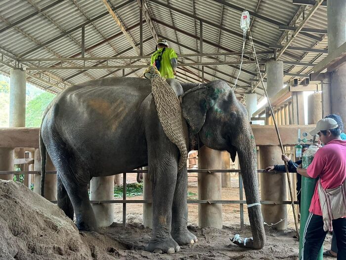 Elephant rescued from chains receiving care in a shelter, surrounded by caretakers and medical equipment. Elephant rescued from chains receiving care in a shelter, surrounded by caretakers and medical equipment.