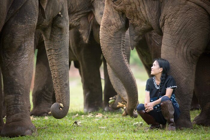 A woman sits peacefully among rescued elephants, enjoying nature and tranquility. A woman sits peacefully among rescued elephants, enjoying nature and tranquility.