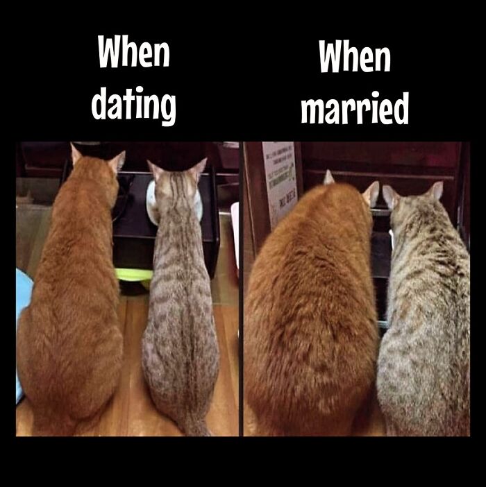 Two cats sitting side by side, illustrating dieting and weight loss frustrations in dating vs. married life.