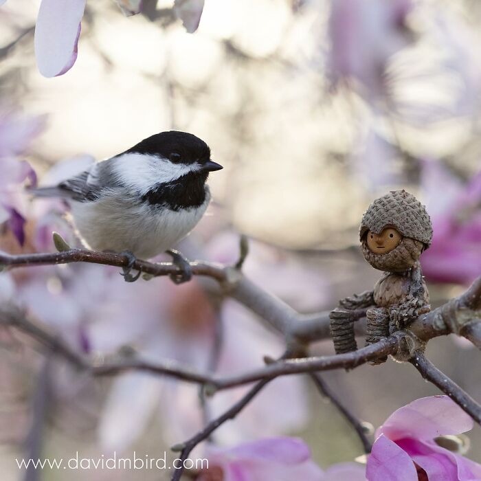 Becorn figurine made of acorns and sticks sits on a branch with a chickadee nearby, among pink blossoms.