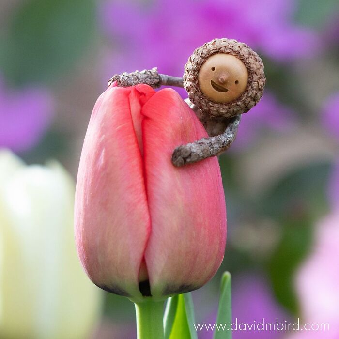 A cute Becorn figure made from acorns and sticks playfully sitting on a red tulip blossom.