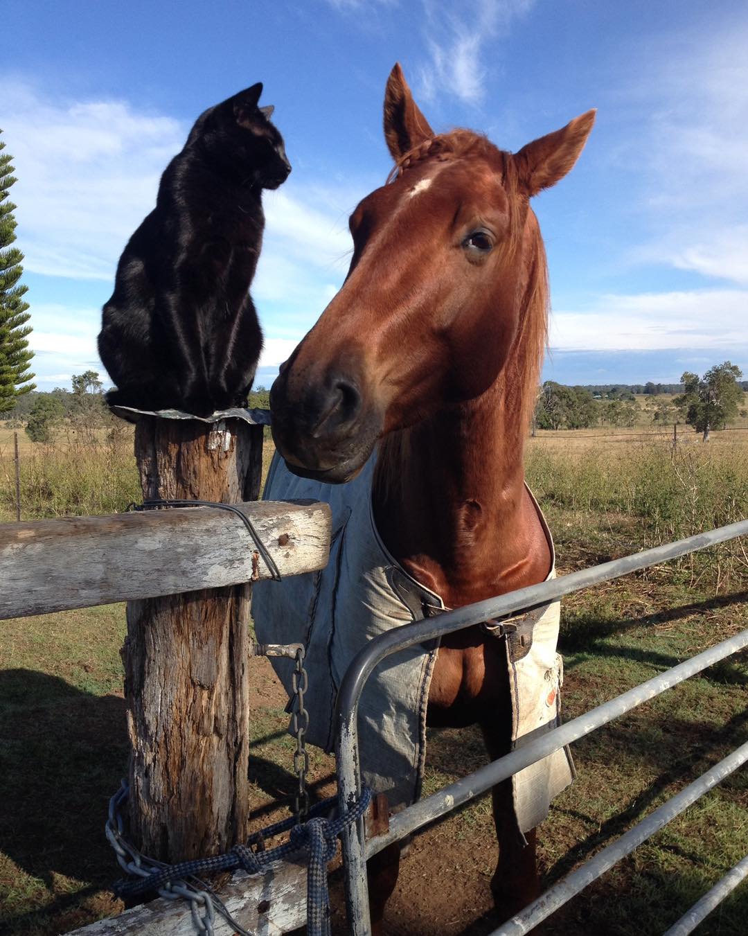 Adorably Cute Friendship Between A Cat And A Horse Is Melting Hearts All Over The Internet