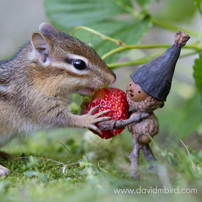 Chipmunk sharing a strawberry with a small acorn Becorn figure in a garden setting.
