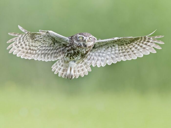 Photographer Raf Raeymaekers Shows Us Birds In A Unique Way