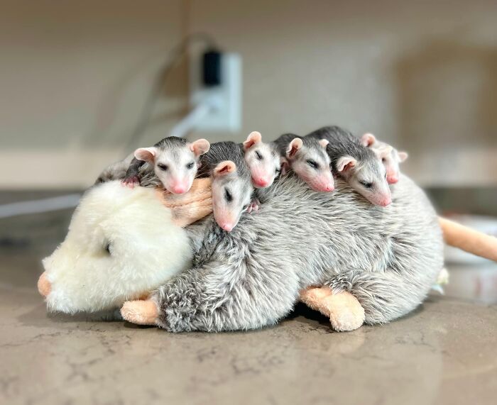 These Baby Opossums Lost Their Mom, But The Rescue Team Found A Beautiful Way To Comfort Them These Baby Opossums Lost Their Mom, But The Rescue Team Found A Beautiful Way To Comfort Them