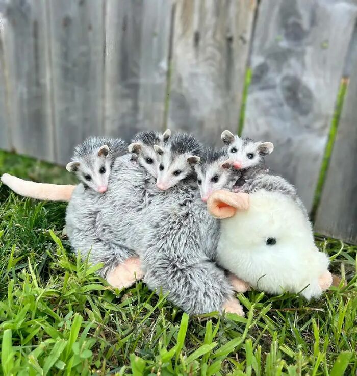 These Baby Opossums Lost Their Mom, But The Rescue Team Found A Beautiful Way To Comfort Them These Baby Opossums Lost Their Mom, But The Rescue Team Found A Beautiful Way To Comfort Them