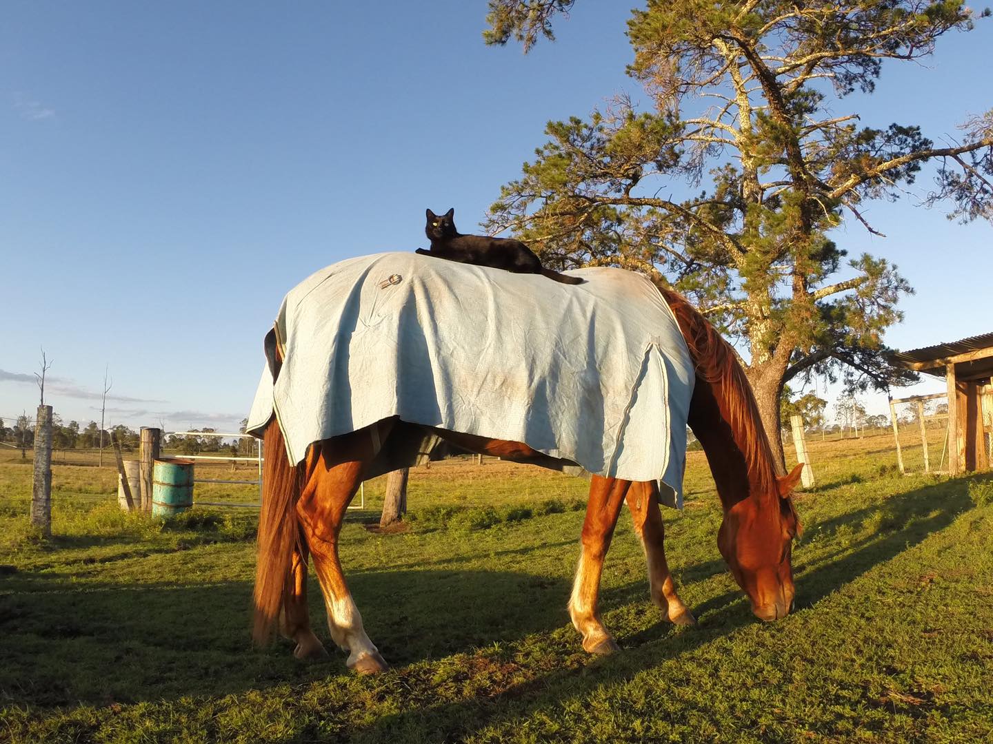 Adorably Cute Friendship Between A Cat And A Horse Is Melting Hearts All Over The Internet