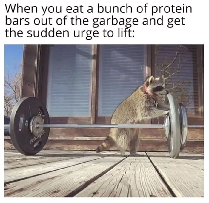 Raccoon playfully lifting weights on a porch, showcasing fun and humor.