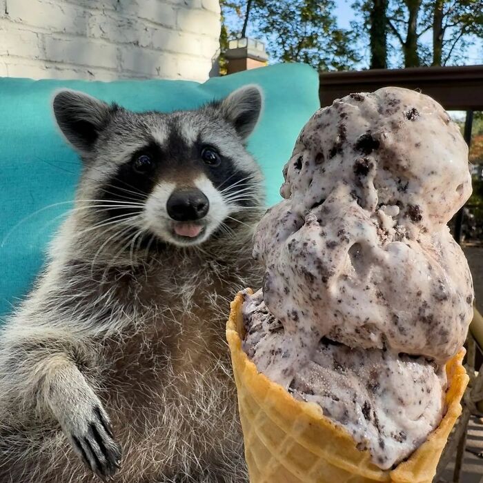 Raccoon enjoying a giant ice cream cone while lounging on a blue chair outdoors.