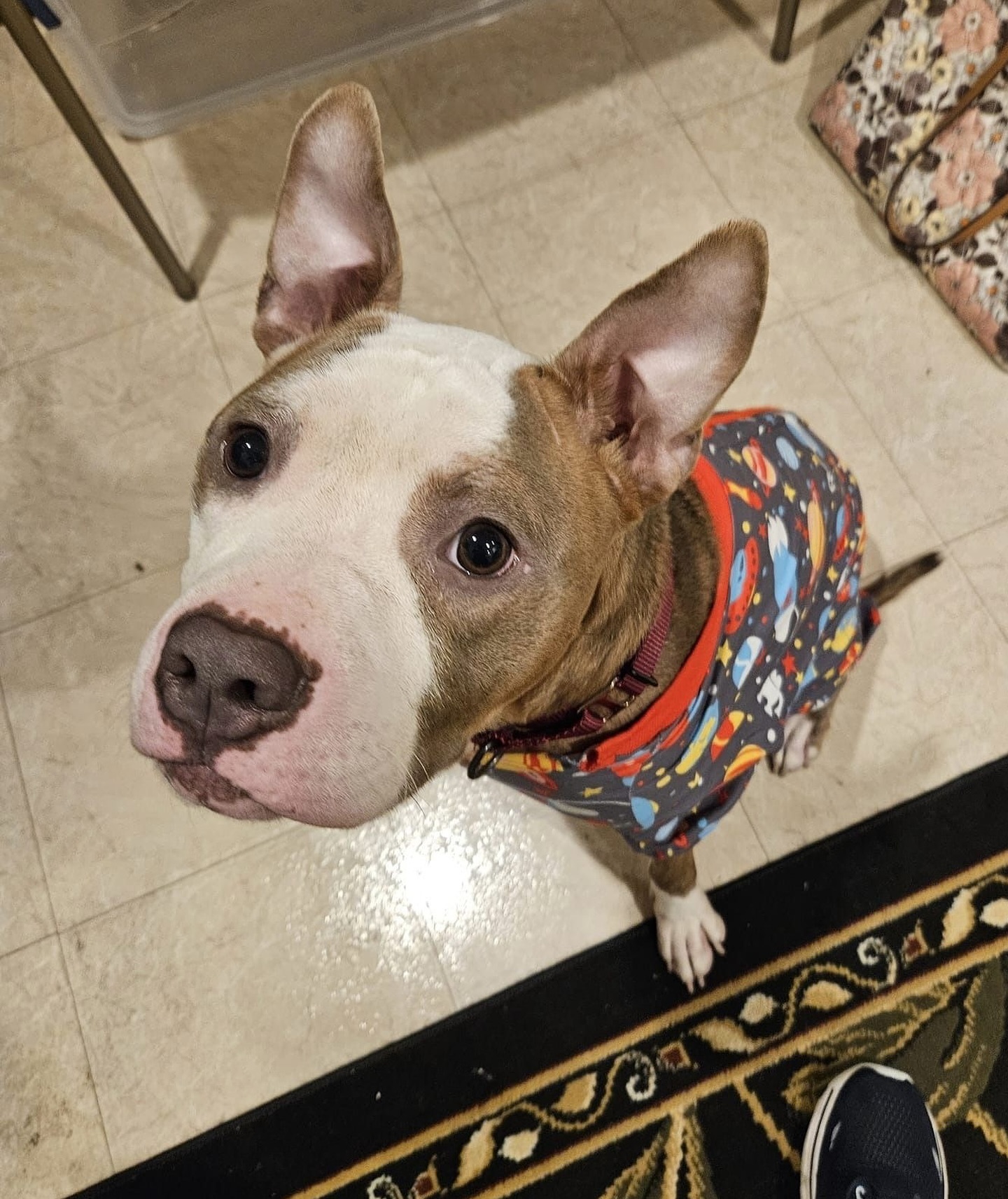 Abandoned Dog Spotted Shivering On A Chicago Bus Bench Finally Gets Help