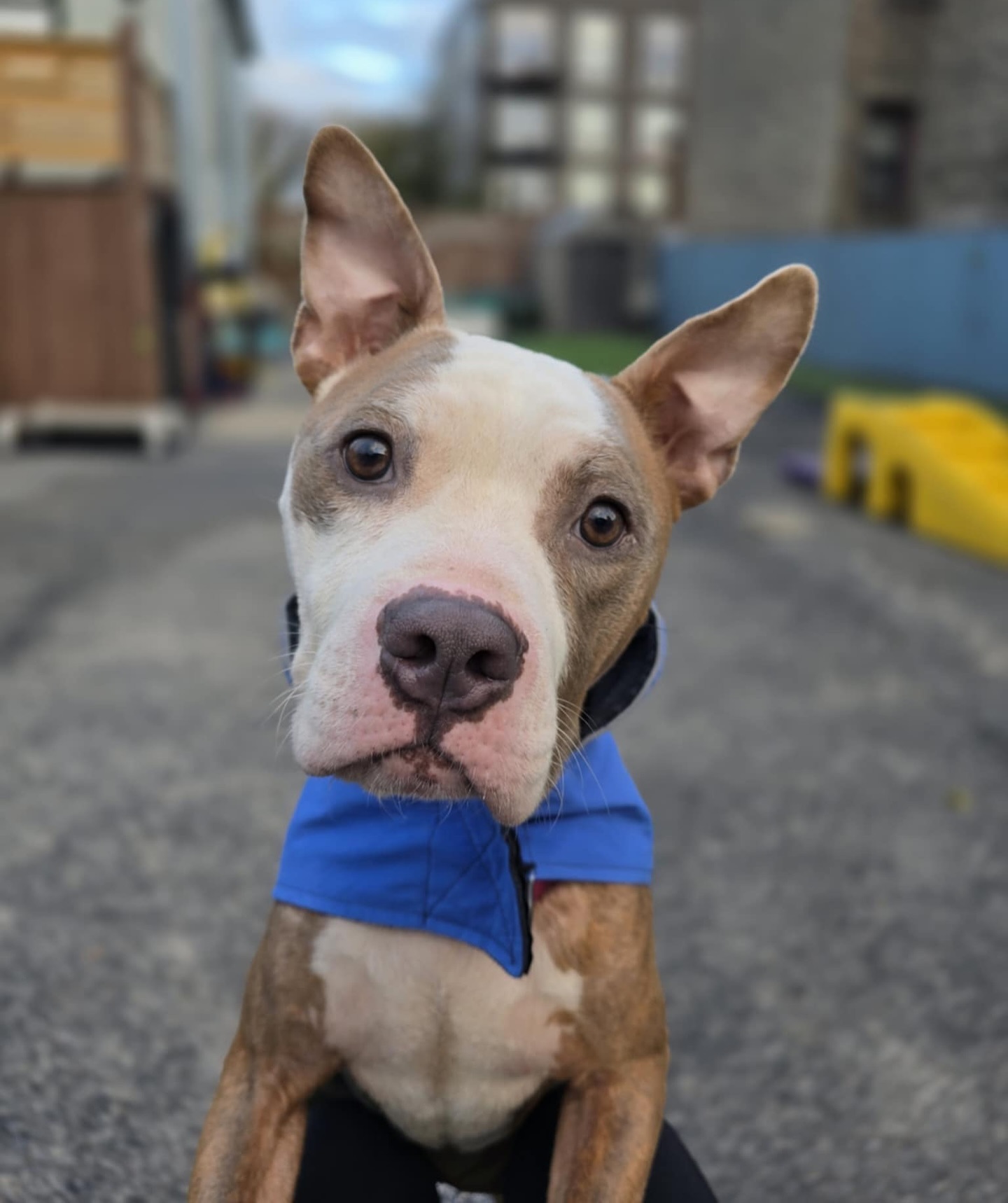 Abandoned Dog Spotted Shivering On A Chicago Bus Bench Finally Gets Help