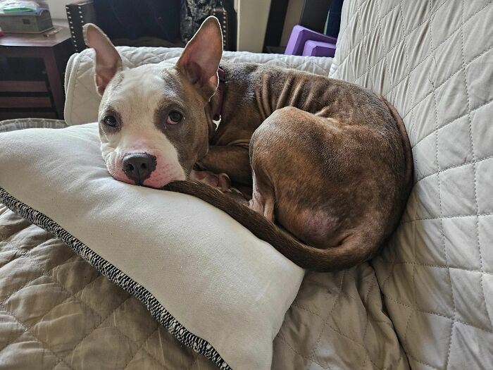 Abandoned Dog Spotted Shivering On A Chicago Bus Bench Finally Gets Help