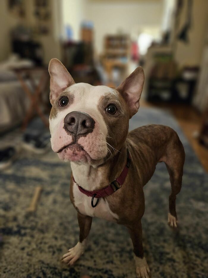 Abandoned Dog Spotted Shivering On A Chicago Bus Bench Finally Gets Help