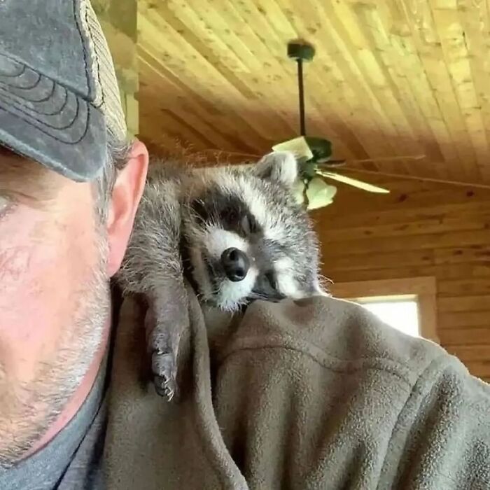 A raccoon naps comfortably on a man's shoulder in a cozy, wooden room.