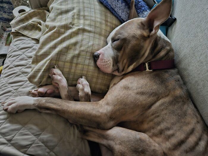 Abandoned Dog Spotted Shivering On A Chicago Bus Bench Finally Gets Help