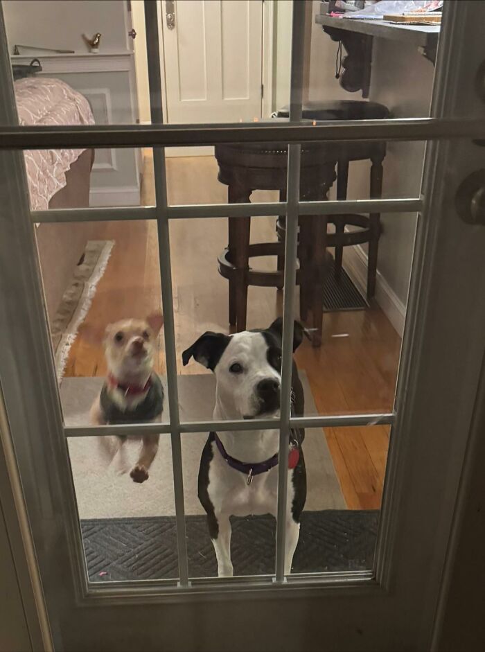 Two vastly different dogs forming a bond, looking through a glass door.