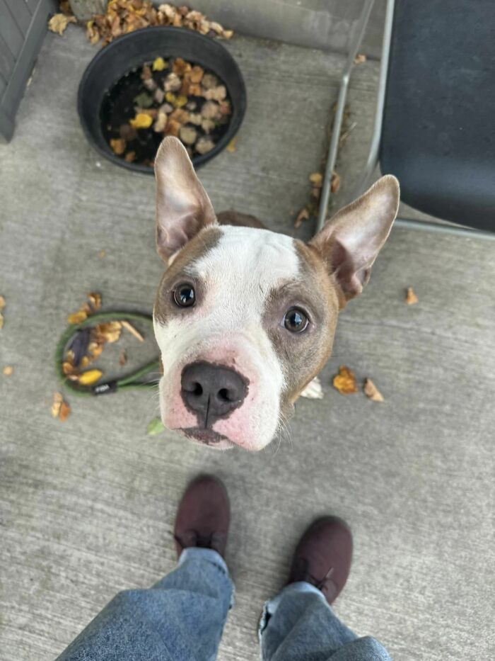 Abandoned Dog Spotted Shivering On A Chicago Bus Bench Finally Gets Help