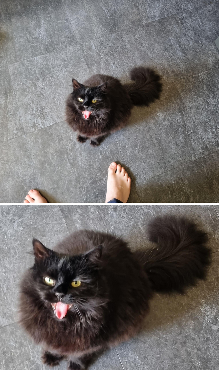 Fluffy black cat with open mouth and tongue out, showcasing feline drama on a tiled floor.