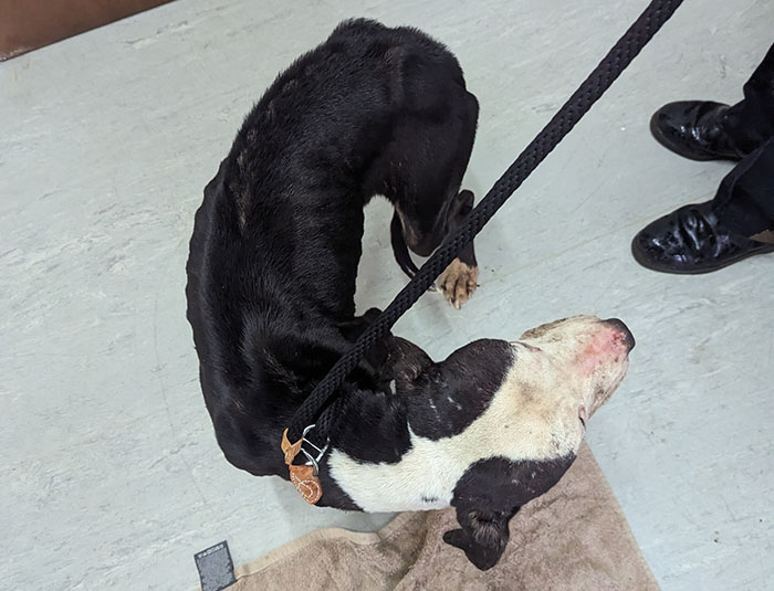 Rescued dog in shelter on leash, ready for first holiday at new home, standing on a towel indoors.