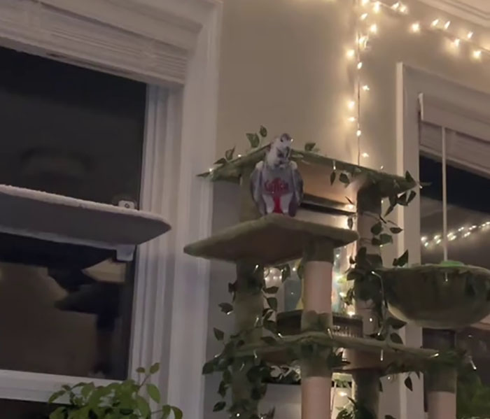 People Online Melt After Seeing This Adorable Pigeon Show Off His Christmas Sweaters