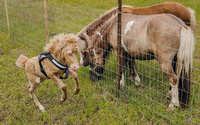 Abandoned baby horse plays near two ponies behind a fence, recovering health in a grassy field.