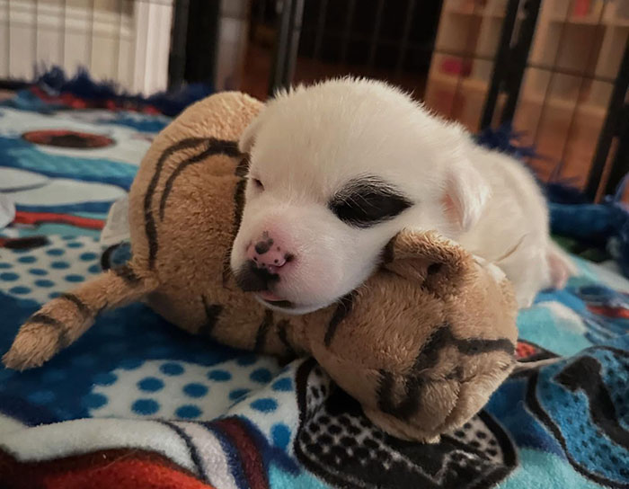 Adorable singleton puppy from rescued dog resting on a blanket with a stuffed toy. Adorable singleton puppy from rescued dog resting on a blanket with a stuffed toy.