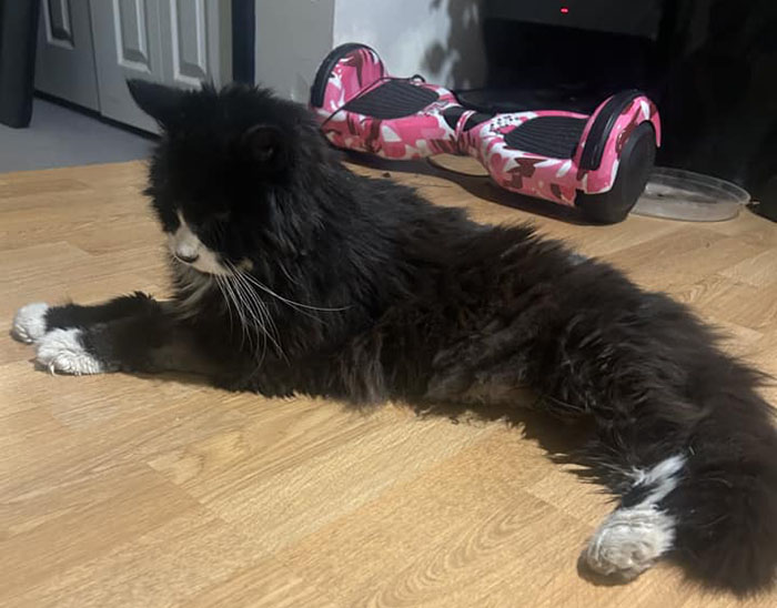 Blind cat resting on floor near hoverboard, fur black and white, saved from lake ice.