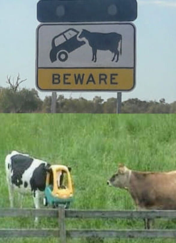 Weird and absurd road sign with a cow and car, and a cow playfully wearing a toy car in a field.
