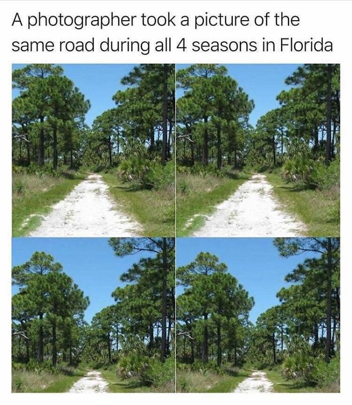 Dad humor illustrated with a photo collage showing the same road in Florida across all four seasons, appearing unchanged.