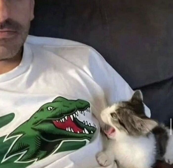 A kitten looks at a dinosaur graphic on a shirt; a quirky image ideal for album cover inspiration.