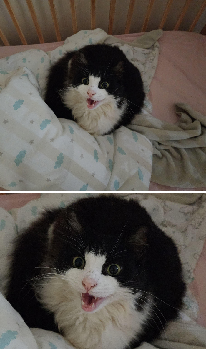 Dramatic black and white cat meowing in bed.