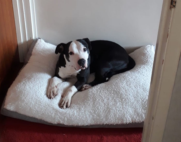 Rescued dog resting on a plush bed in her new home, preparing for her first Christmas indoors.