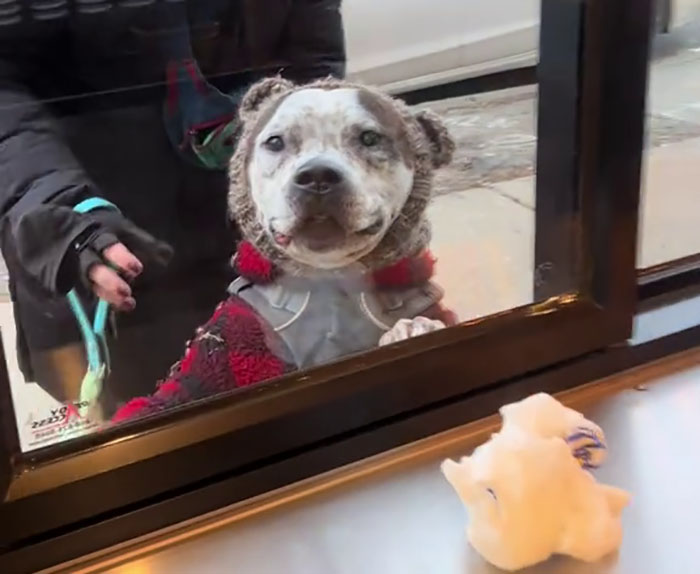 Pizzeria In Chicago Opens Doggie Treat Window, Goes Viral Due To The Most Wholesome Interactions