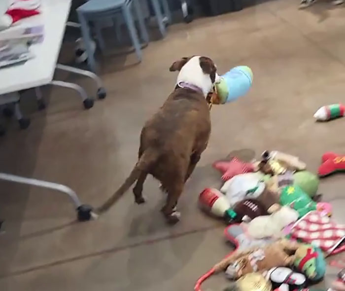 Dog picking a Christmas gift from a pile of toys.