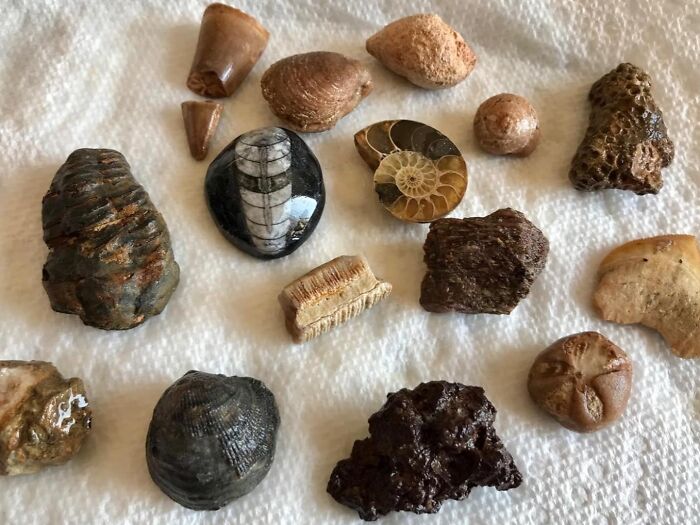 Unearth Ancient Secrets With The National Geographic Mega Fossil Dig Kit And Let Your Kids Become Junior Paleontologists. It's A Hands-On Adventure That Brings Prehistory To Life!