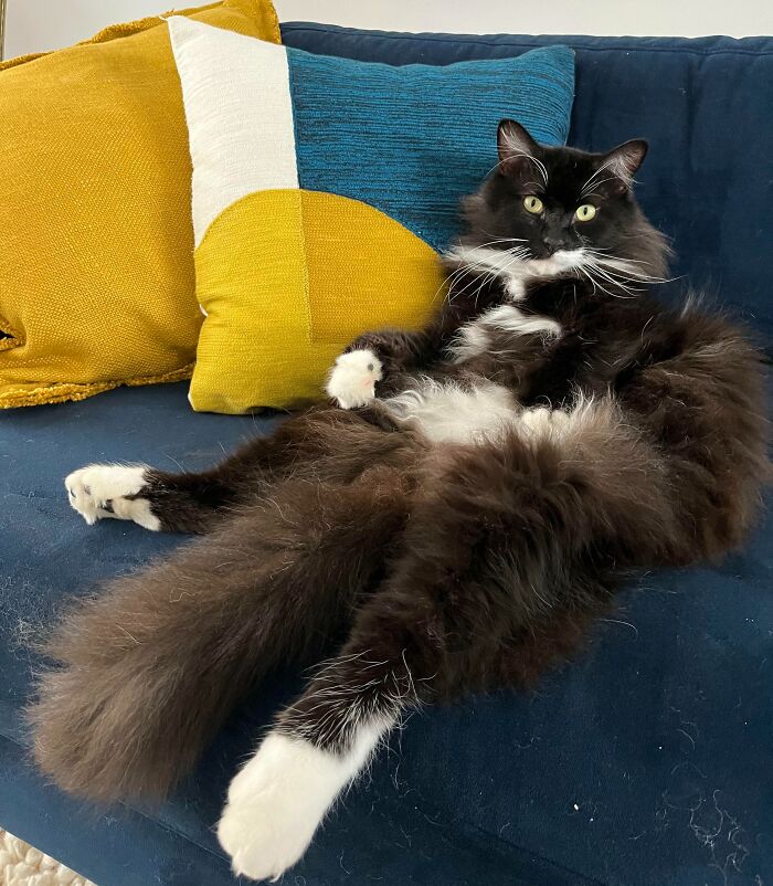 Fluffy black and white cat lounging on a blue couch with colorful pillows, a cool inheritance shared by people.
