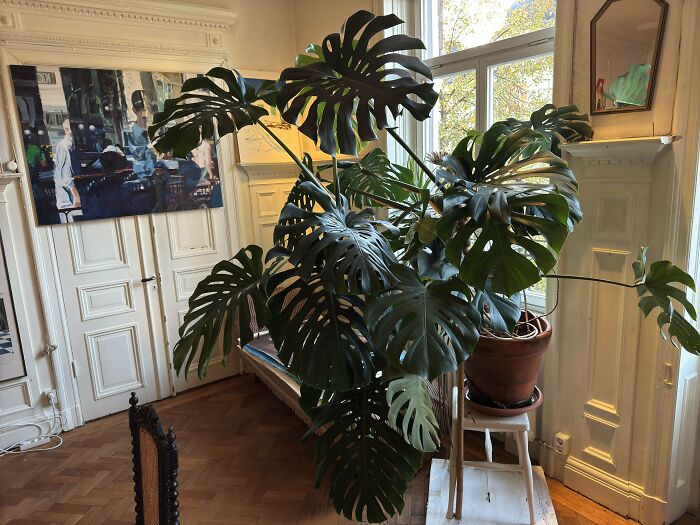 Large monstera plant inherited and placed near a window in a bright room, showcasing a unique cool inheritance idea.