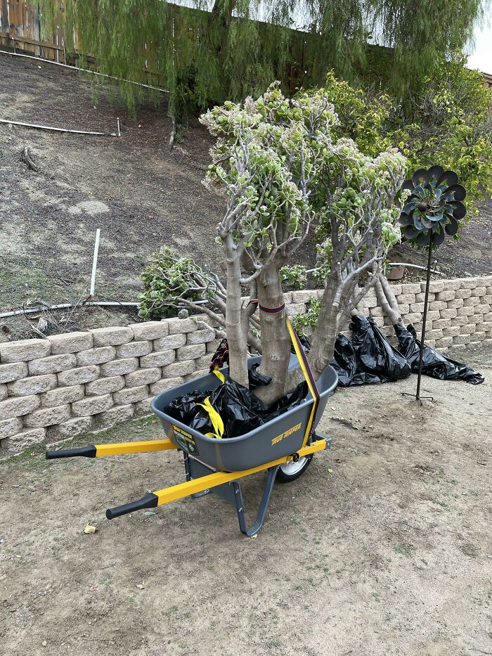 Wheelbarrow with tree branches, illustrating creative outdoor work with amazing mothers-in-law’s green thumb skills.