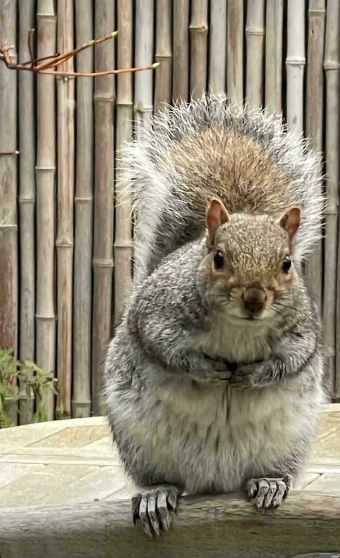 A squirrel on a table with bamboo background, focus on its curious gaze.