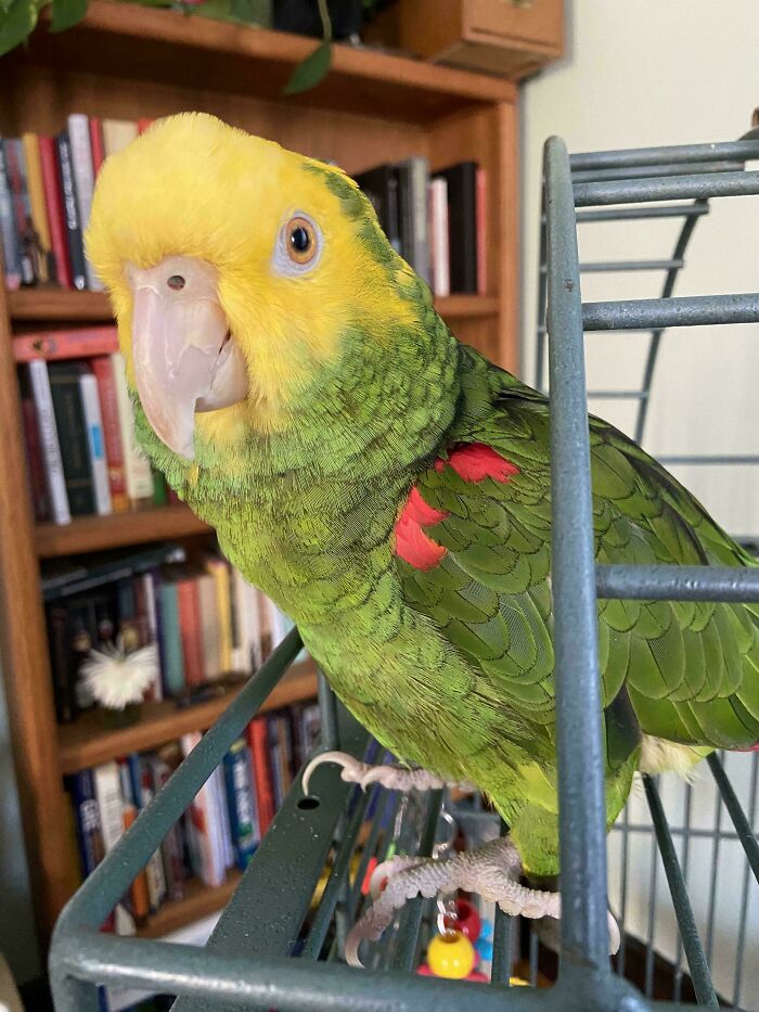 Green and yellow parrot perched on a metal cage, showcasing a unique inheritance among cool inheritance stories and photos.