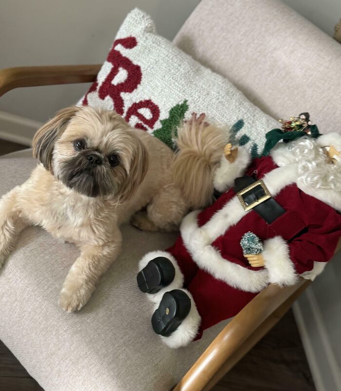 Small dog lying on a chair next to a Santa Claus doll and a festive pillow, part of cool inheritance items shared.