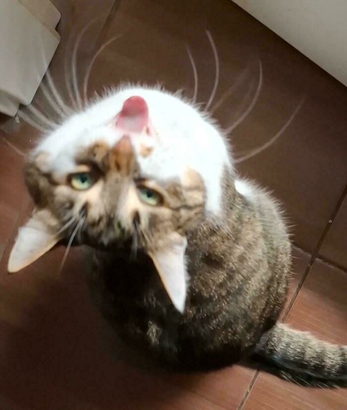 Tabby cat looking up with mouth open, showing a loud meow, captured in an expressive cat meowing moment.