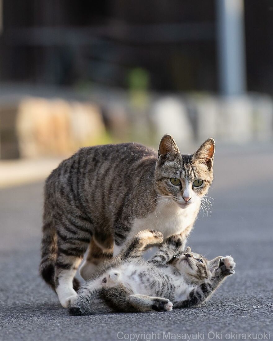 Entertaining cat photo by Masayuki Oki capturing a playful moment between a standing cat and one lying on its back.