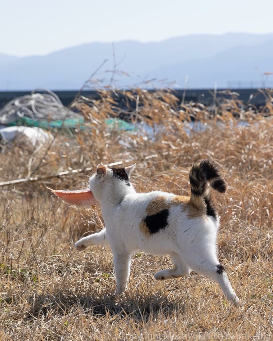 Cat playfully carrying a large fish in its mouth, captured by Masayuki Oki in a field with dry grass.