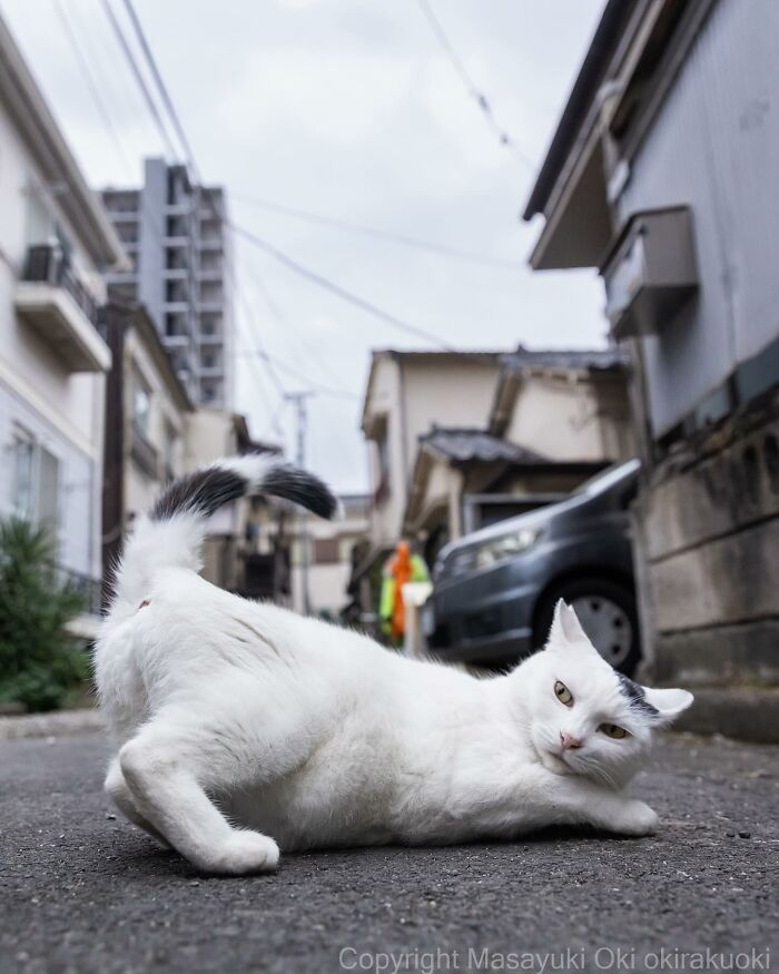 Documenting The Lives Of Tokyo’s Stray Cats: 41 New Photos From Masayuki Oki