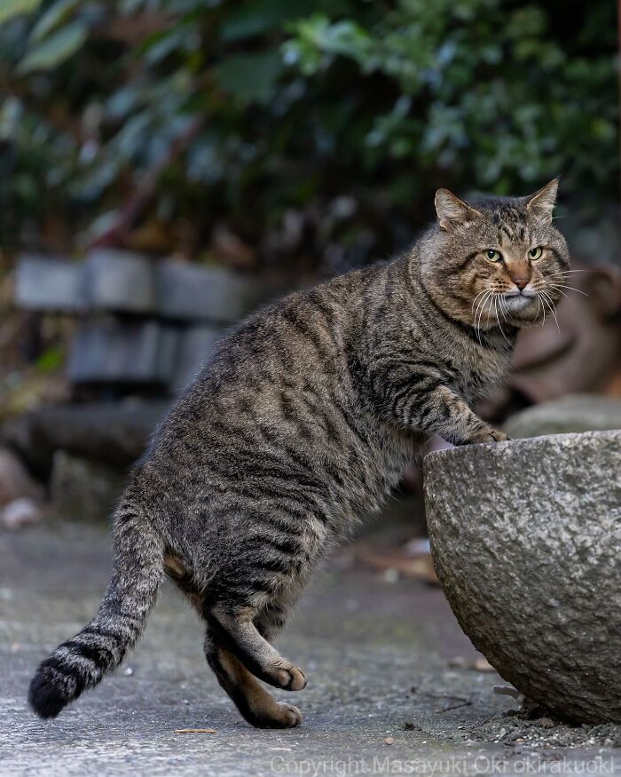 Documenting The Lives Of Tokyo’s Stray Cats: 41 New Photos From Masayuki Oki
