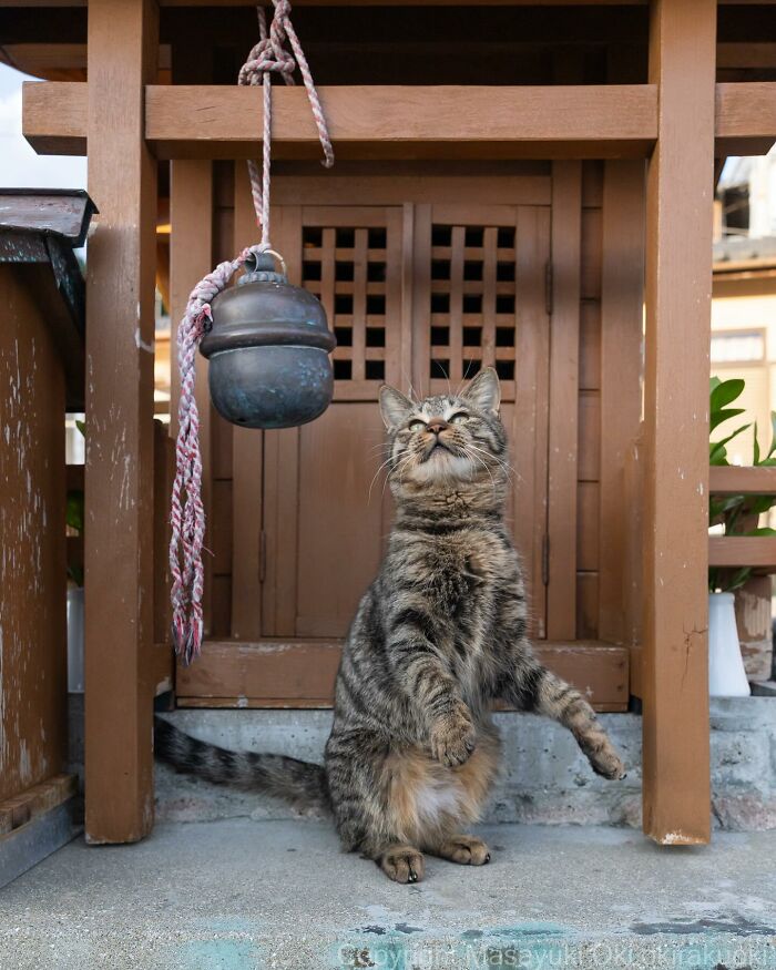 Documenting The Lives Of Tokyo’s Stray Cats: 41 New Photos From Masayuki Oki