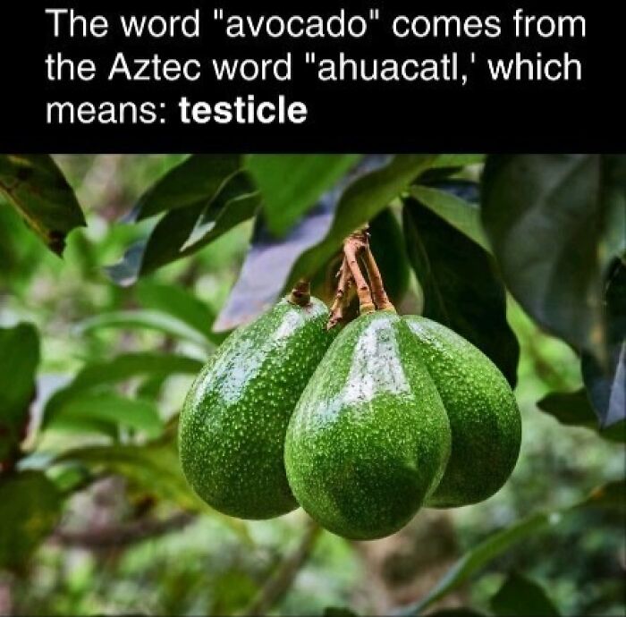 Avocados hanging on a tree, linked to the Aztec word "ahuacatl," meaning testicle, a fascinating fact for stress relief.