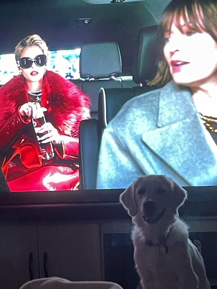 A cute dog watches TV showing two women in a car, one wearing sunglasses and a red fur coat. Hair of kids I babysit.